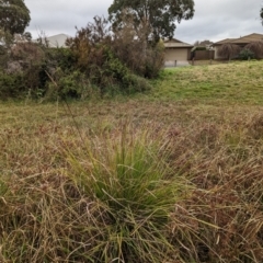 Carex appressa (Tall Sedge) at Watson, ACT - 12 Jun 2023 by AniseStar