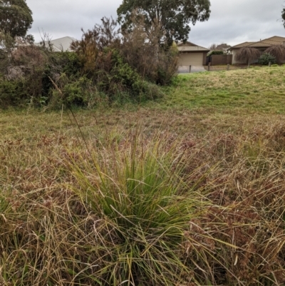 Carex appressa (Tall Sedge) at Watson, ACT - 13 Jun 2023 by AniseStar
