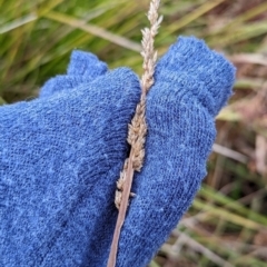 Carex appressa at Watson, ACT - 13 Jun 2023 09:22 AM