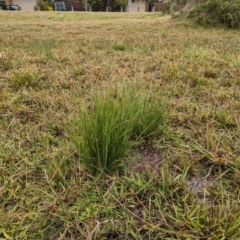 Cyperus (Flat Sedges) at Watson, ACT - 13 Jun 2023 by AniseStar