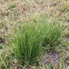 Cyperus sp. at Watson, ACT - 13 Jun 2023