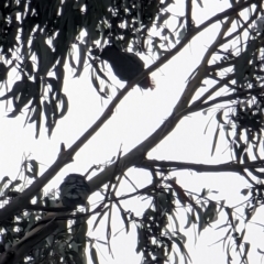 Callocephalon fimbriatum (Gang-gang Cockatoo) at Watson, ACT - 12 Jun 2023 by AniseStar