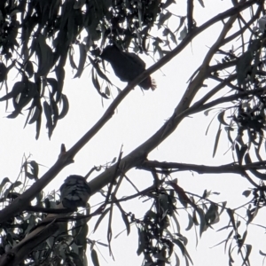 Callocephalon fimbriatum at Watson, ACT - 13 Jun 2023