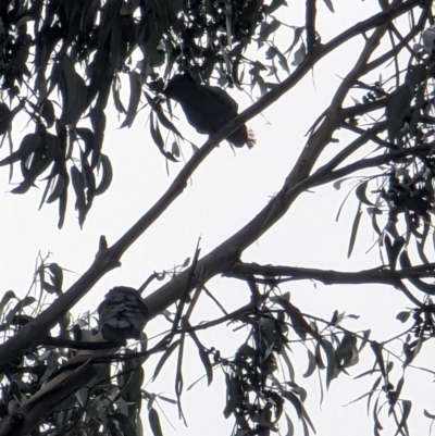 Callocephalon fimbriatum (Gang-gang Cockatoo) at Majura Primary School, Watson - 12 Jun 2023 by AniseStar