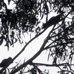 Callocephalon fimbriatum at Watson, ACT - 13 Jun 2023