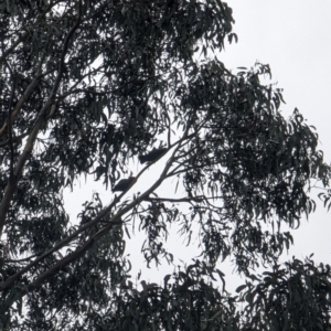 Callocephalon fimbriatum at Watson, ACT - suppressed