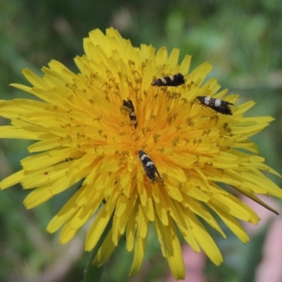 Glyphipterix chrysoplanetis (A Sedge Moth) at Conder, ACT - 3 Dec 2022 by MichaelBedingfield