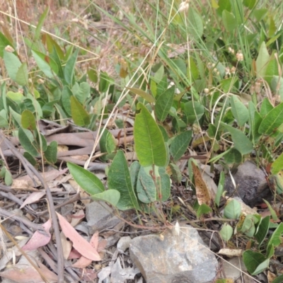 Hardenbergia violacea (False Sarsaparilla) at Bowning, NSW - 11 Dec 2022 by MichaelBedingfield