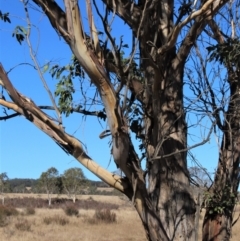 Eucalyptus camphora subsp. humeana at QPRC LGA - 10 Jun 2023