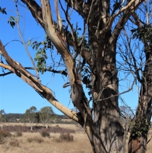 Eucalyptus camphora subsp. humeana at QPRC LGA - 10 Jun 2023