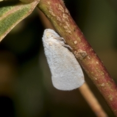 Anzora unicolor (Grey Planthopper) at Kambah, ACT - 3 Mar 2023 by AlisonMilton