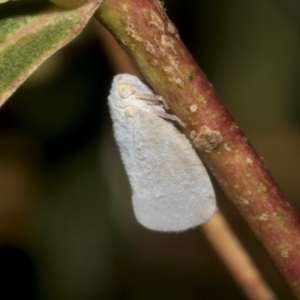 Anzora unicolor at Kambah, ACT - 3 Mar 2023