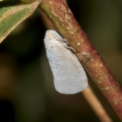 Anzora unicolor (Grey Planthopper) at Kambah, ACT - 3 Mar 2023 by AlisonMilton