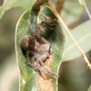 Neosparassus sp. (genus) at Kambah, ACT - 3 Mar 2023