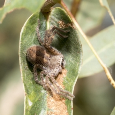 Neosparassus sp. (genus) (Unidentified Badge huntsman) at Kambah, ACT - 2 Mar 2023 by AlisonMilton