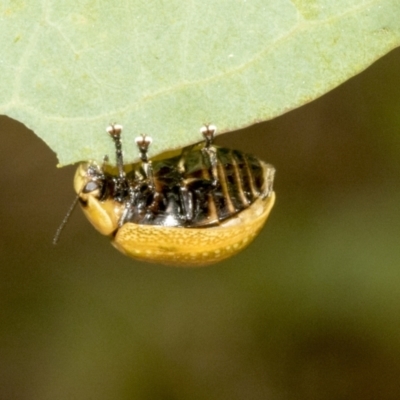 Paropsisterna cloelia (Eucalyptus variegated beetle) at Kambah, ACT - 3 Mar 2023 by AlisonMilton