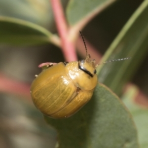 Paropsisterna cloelia at Kambah, ACT - 3 Mar 2023 12:34 PM