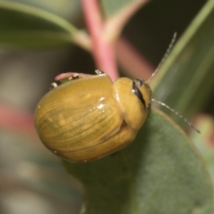 Paropsisterna cloelia at Kambah, ACT - 3 Mar 2023 12:34 PM