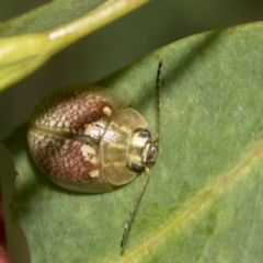 Paropsisterna decolorata (A Eucalyptus leaf beetle) at Kambah, ACT - 2 Mar 2023 by AlisonMilton