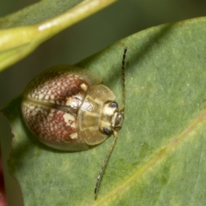 Paropsisterna decolorata at Kambah, ACT - 3 Mar 2023