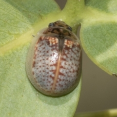 Paropsisterna decolorata at Kambah, ACT - 3 Mar 2023 10:55 AM