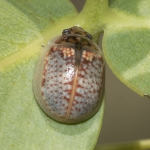 Paropsisterna decolorata at Kambah, ACT - 3 Mar 2023 10:55 AM