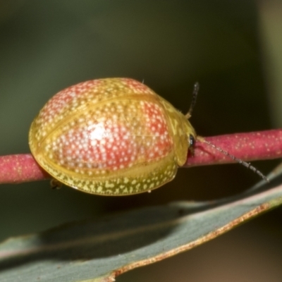 Paropsisterna fastidiosa (Eucalyptus leaf beetle) at Kambah, ACT - 2 Mar 2023 by AlisonMilton