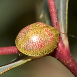 Paropsisterna fastidiosa at Kambah, ACT - 3 Mar 2023