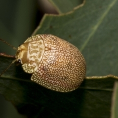 Paropsis atomaria (Eucalyptus leaf beetle) at Kambah, ACT - 3 Mar 2023 by AlisonMilton
