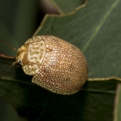 Paropsis atomaria (Eucalyptus leaf beetle) at Kambah, ACT - 2 Mar 2023 by AlisonMilton