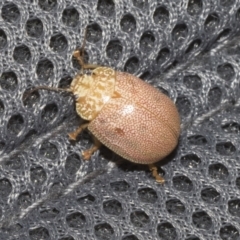 Paropsis atomaria (Eucalyptus leaf beetle) at Kambah, ACT - 3 Mar 2023 by AlisonMilton