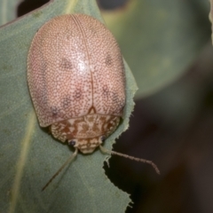 Paropsis atomaria at Kambah, ACT - 3 Mar 2023