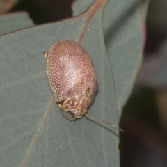 Paropsis atomaria at Kambah, ACT - 3 Mar 2023