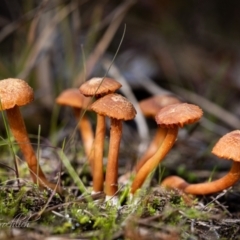 Laccaria sp. (Laccaria) at Ginninderry Conservation Corridor - 28 May 2023 by Cristy1676