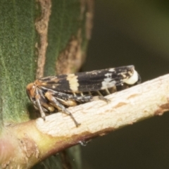 Eurymeloides adspersa (Gumtree hopper) at Kambah, ACT - 3 Mar 2023 by AlisonMilton