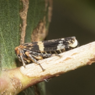 Eurymeloides adspersa (Gumtree hopper) at Kambah, ACT - 3 Mar 2023 by AlisonMilton