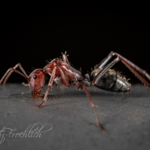 Camponotus sponsorum at Fyshwick, ACT - 12 Jun 2023 01:47 PM