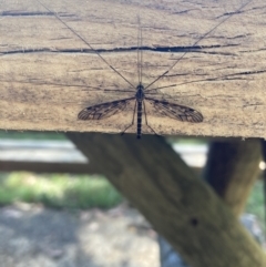 Tipulidae or Limoniidae (family) (Unidentified Crane Fly) at Glenquarry - 9 Mar 2023 by Baronia