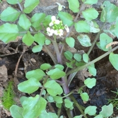 Rorippa nasturtium-aquaticum (Watercress) at Numeralla, NSW - 22 Dec 2019 by JaneR