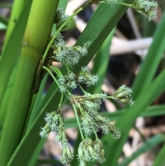 Scirpus polystachyus (Large-head Club-rush) at Numeralla, NSW - 24 Dec 2019 by JaneR