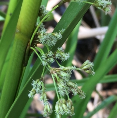 Scirpus polystachyus (Large-head Club-rush) at Numeralla, NSW - 24 Dec 2019 by JaneR