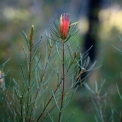 Lambertia formosa (Mountain Devil) at Bundanoon, NSW - 10 Jun 2023 by Boobook38