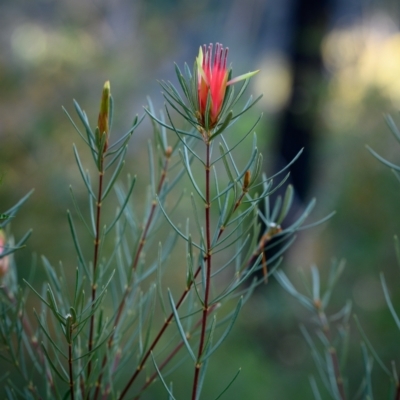 Lambertia formosa (Mountain Devil) at Morton National Park - 10 Jun 2023 by Boobook38