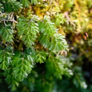 Hymenophyllum cupressiforme at Bundanoon, NSW - 10 Jun 2023