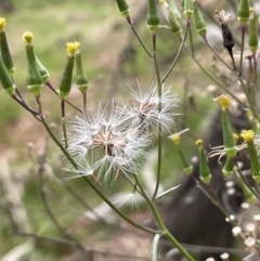 Senecio quadridentatus (Cotton Fireweed) at Mount Majura - 12 Jun 2023 by JaneR