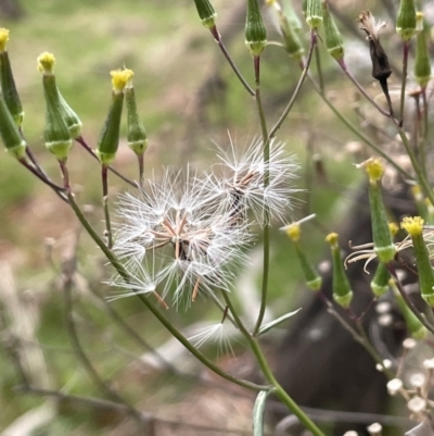 Senecio quadridentatus (Cotton Fireweed) at Watson, ACT - 12 Jun 2023 by JaneR