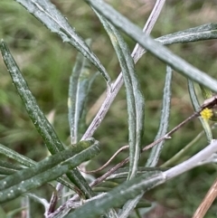 Senecio quadridentatus at Watson, ACT - 12 Jun 2023