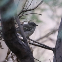 Pachycephala pectoralis (Golden Whistler) at Tennent, ACT - 13 Jun 2023 by RodDeb