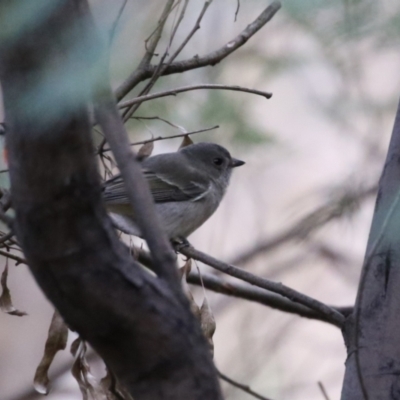 Pachycephala pectoralis (Golden Whistler) at Tennent, ACT - 13 Jun 2023 by RodDeb