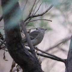 Pachycephala pectoralis at Tennent, ACT - 13 Jun 2023